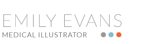 Emily Evans Medical Illustration – Medical and Scientific Image Creation